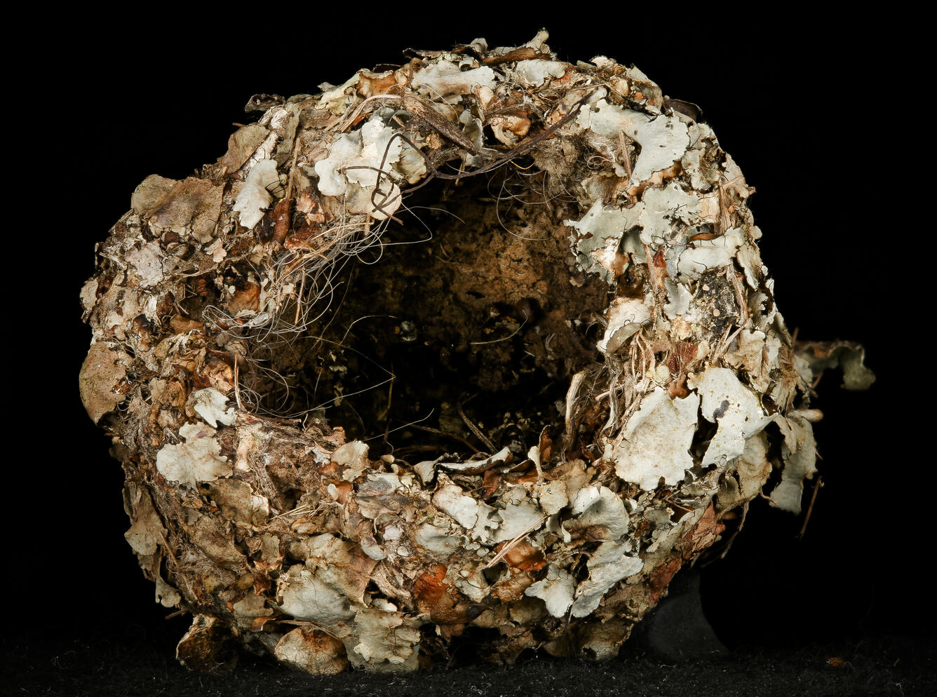 Blue gray gnatcatcher nest, top | U.S. Geological Survey